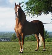 horse, a horse, my kingdom for a horse